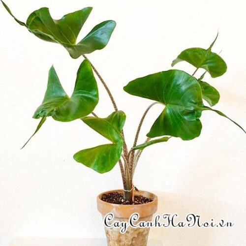 Alocasia Macrorrhiza Stingray