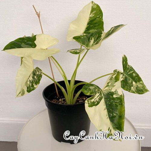 Alocasia Macrorrhiza Variegata
