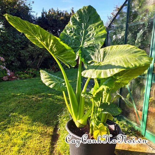 Alocasia Macrorrhizos Giant Taro