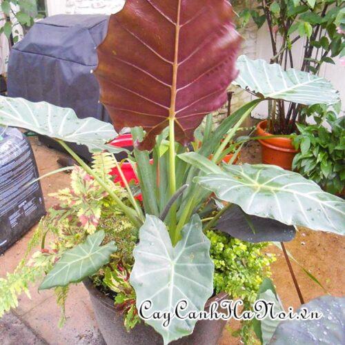 Alocasia Mayan Mask