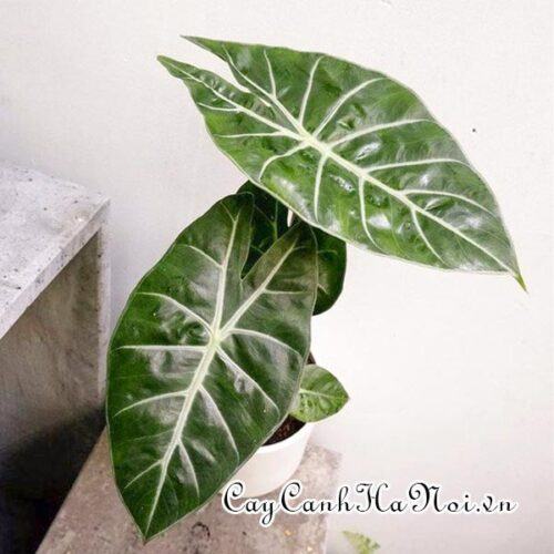 Alocasia Morocco
