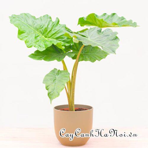 Alocasia Portodora