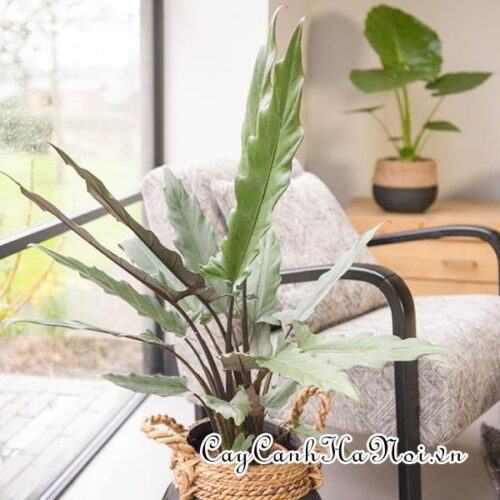 Alocasia Purple Sword