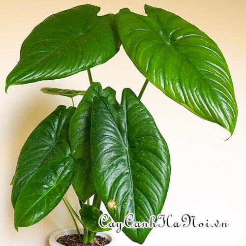 Alocasia acuminata Schott