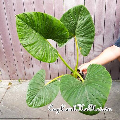 Alocasia alba Schott