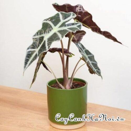 Alocasia amazonica Polly