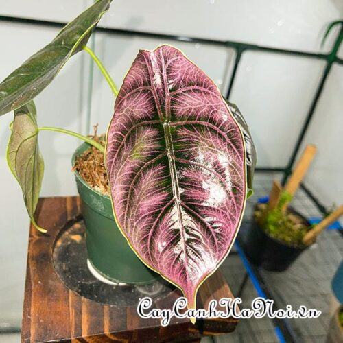 Alocasia azlanii