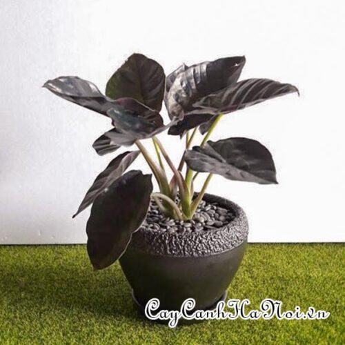 Alocasia baginda Black Magic