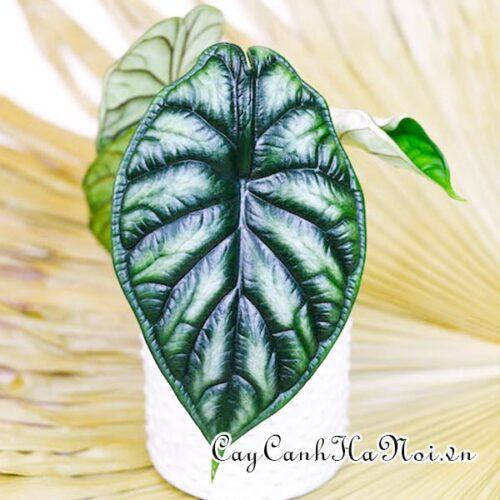 Alocasia baginda dragon scale