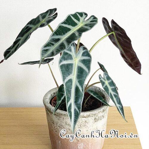 Alocasia bebe bambino
