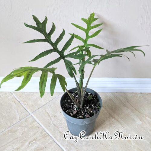 Alocasia brancifolia Nishihira