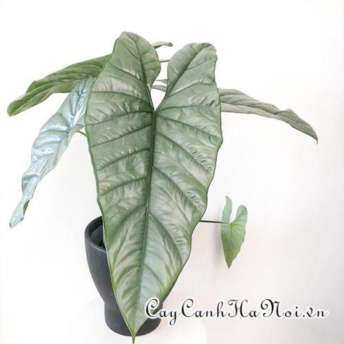 Alocasia heterophylla
