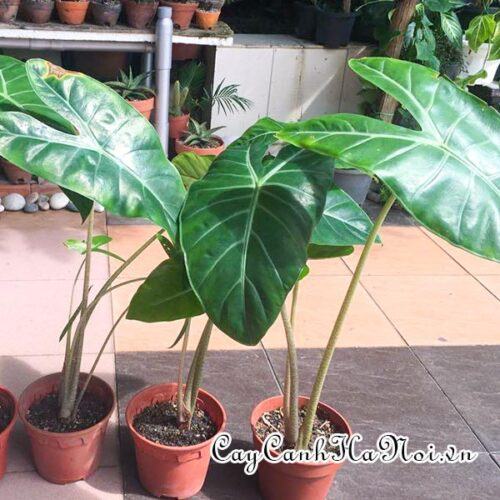 Alocasia longiloba Green Zebra