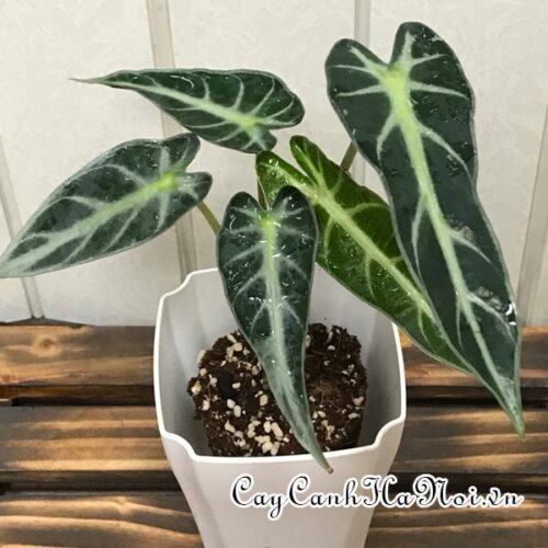 Alocasia longiloba Miq