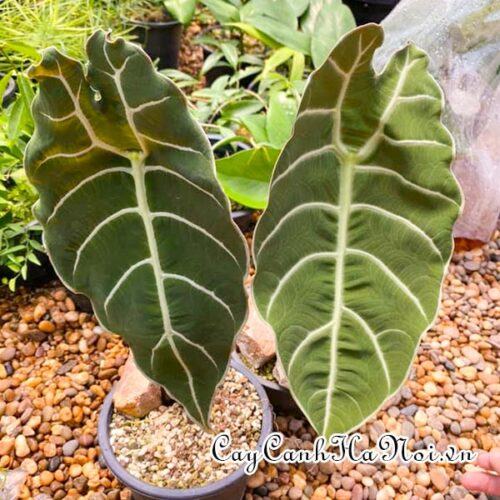 Alocasia longiloba watsoniana