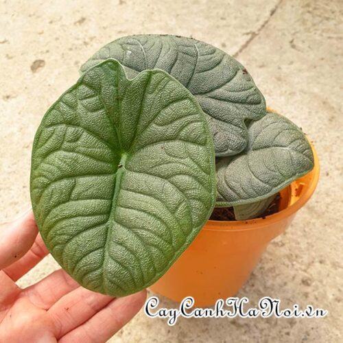 Alocasia melo
