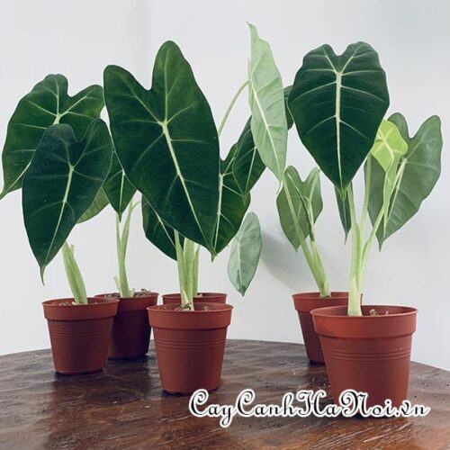 Alocasia micholitziana Frydek