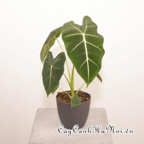 Alocasia micholitziana maxkowskii