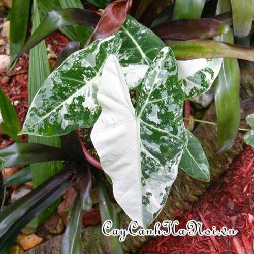 Alocasia micholitziana var