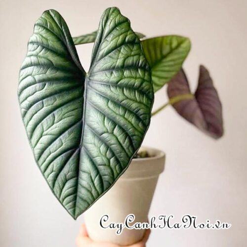 Alocasia nebula