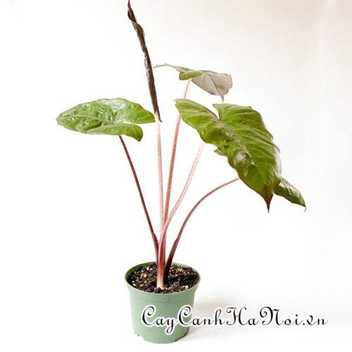 Alocasia plumbae Metallica