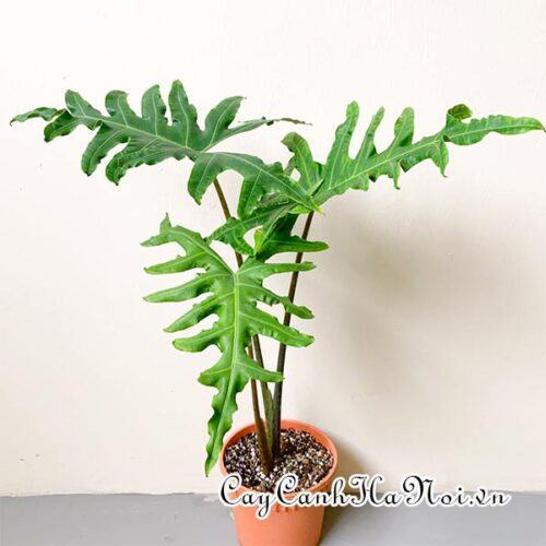 Alocasia portei