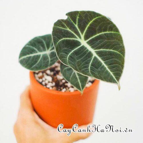Alocasia Black Velvet