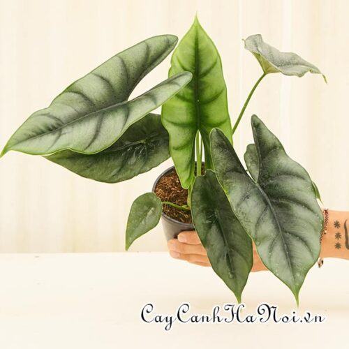 Alocasia reversa