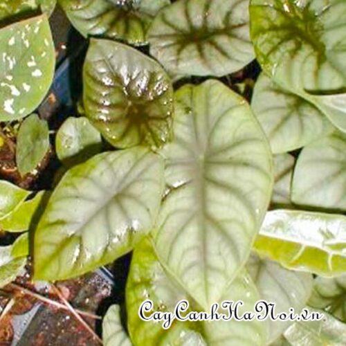 Alocasia reversa Deweys Reversa