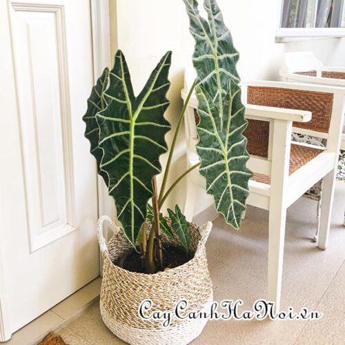 Alocasia sanderiana