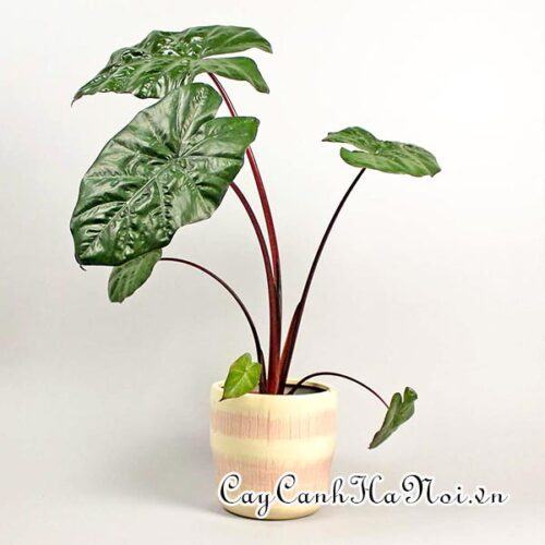 Alocasia sarawakensis Yucatan Princess