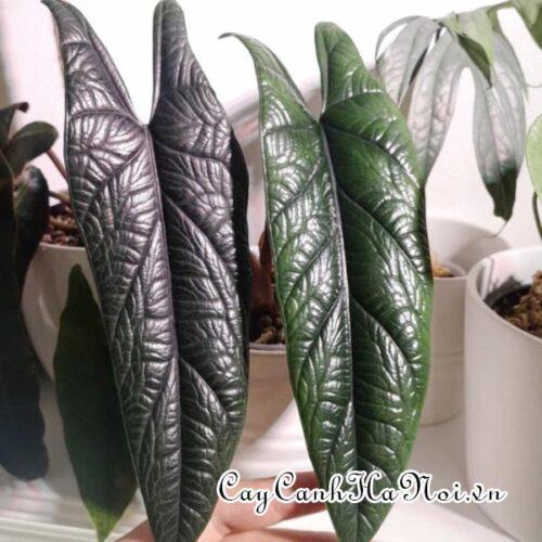 Alocasia scalprum