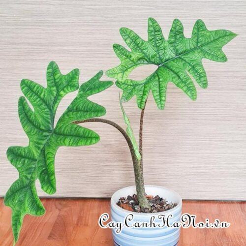 Alocasia tandurusa