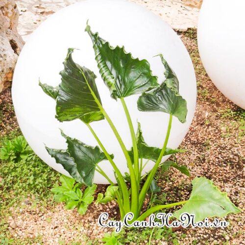 Alocasia triangularis