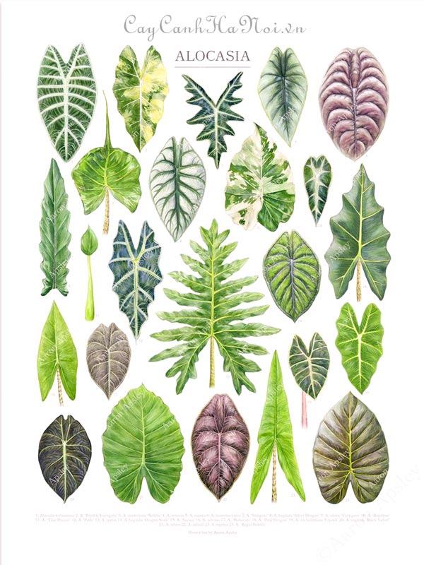 Alocasia varieties có hơn 80 loài và con số này liên tục tăng