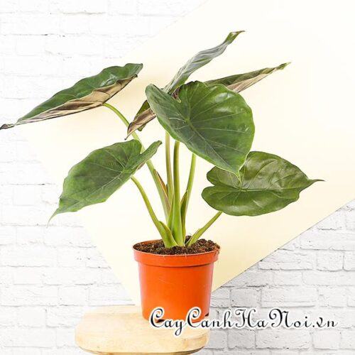 Alocasia wentii