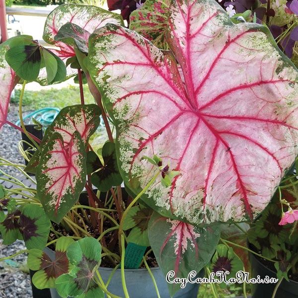 Apple Blossom Caladium