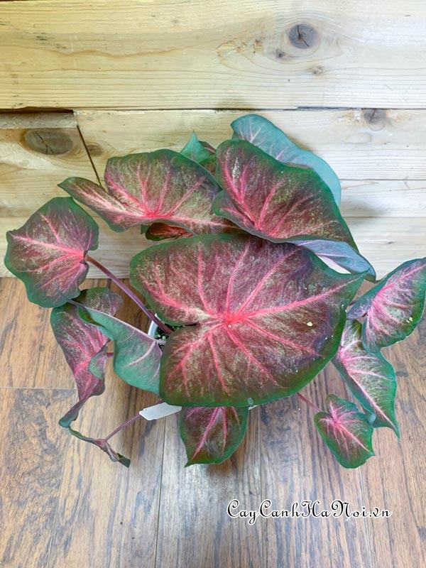 Berries N’ Burgundy Caladium