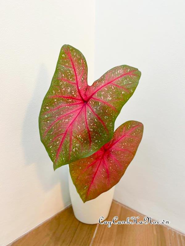 Burning Heart Caladium