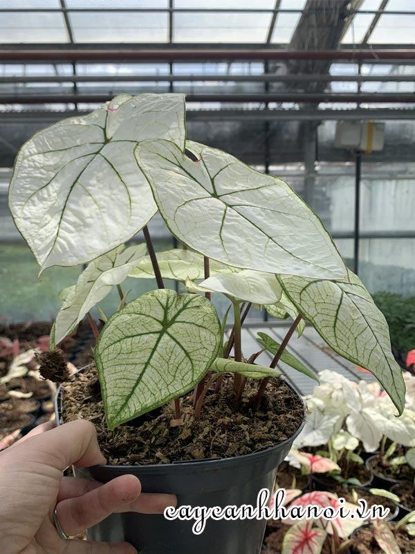 Candidum Junior Caladium