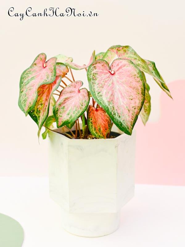 Candyland Caladium