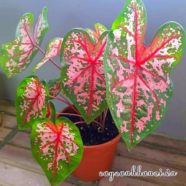 Carolyn Whorton Caladium