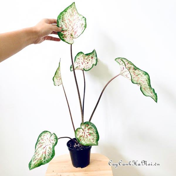 DayDreamer Caladium