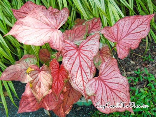 Desert Sunset Caladium