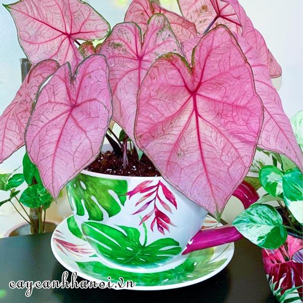 Fannie Munson Caladium