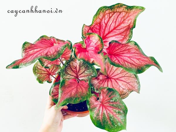 Florida Sweetheart Caladium