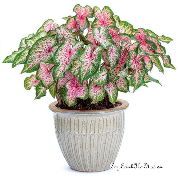 Heart and Soul Caladium