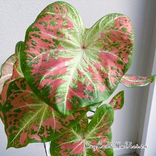 Just Saucy Caladium