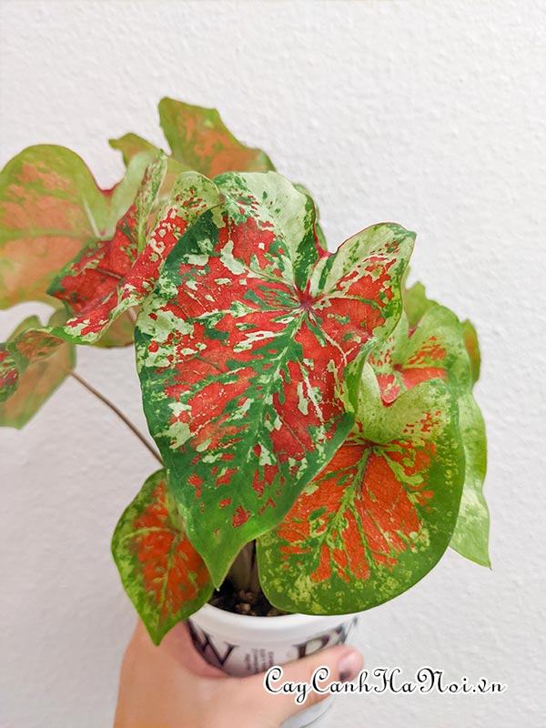 Mesmerized Caladium