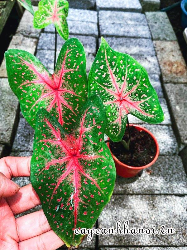 Pink Beauty Caladium